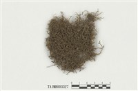 藏品(毛尖卷柏苔)的圖片